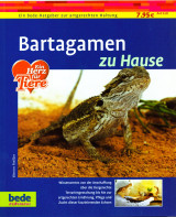 Bartagamen zu Hause