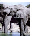 Elephants